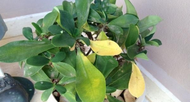 Proč mohou listy mléčnice zežloutnout a spadnout, co dělat pro léčbu